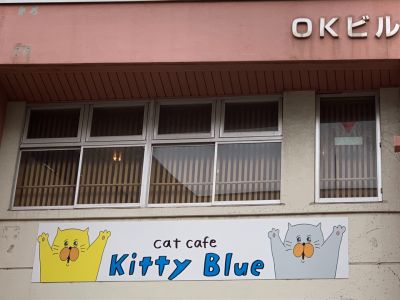 Cat cafe Kitty Blue